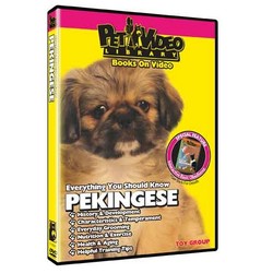 Pekingese - Everything You Should Know
