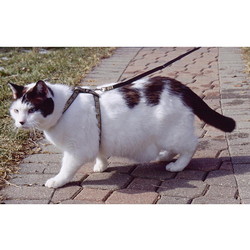 SmartCat Adjustable Harness & Leash