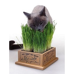 Kitty's Garden