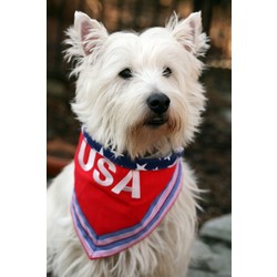 100 % American Pure Bred