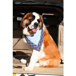 Slobber Blotter for Boys - One Size (28-30")