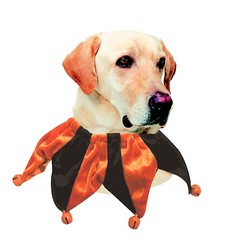 HALLOWEEN JESTER COLLAR