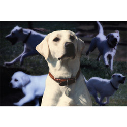 7" x 5 " Greeting Cards - Pet Loss / Sympathy #1