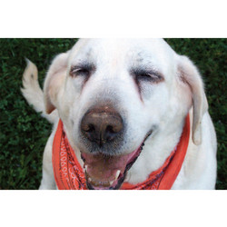 7" x 5 " Greeting Cards - Miscellaneous #1