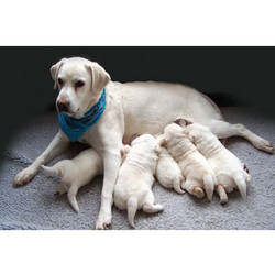 7" x 5 " Greeting Cards - For Mother