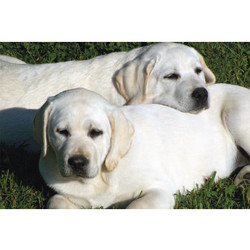 7" x 5 " Greeting Cards - Support