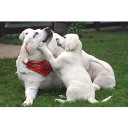 7" x 5 " Greeting Cards - Pet Sitter