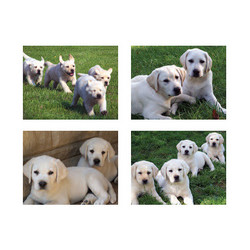 5.5" x 4" Notecard Packs #1