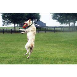 7" x 5 " Greeting Cards - Miscellaneous #2