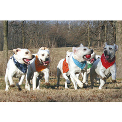 7" x 5 " Greeting Cards - Miscellaneous #6