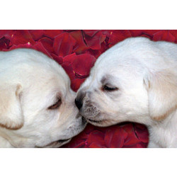 7" x 5 " Greeting Cards - Anniversary #2