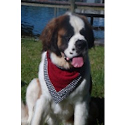 Red "Whine" Slobber Blotter  XL(28"-30" neck)