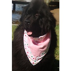 Polka Pooch Slobber Blotter (28-30" neck)