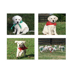 5.5" x 4" Notecard Packs #4
