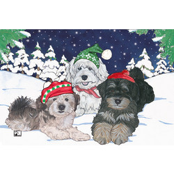 Havanese