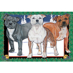Staffordshire Bull Terrier