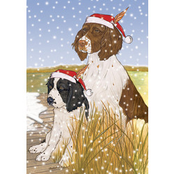 Englsih Springer Spaniel