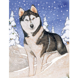 Siberian Husky