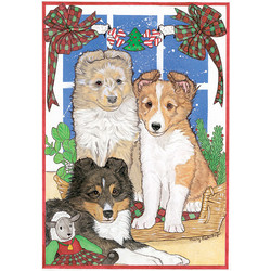 Sheltland Pups