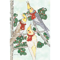 Birds-Cockatiel