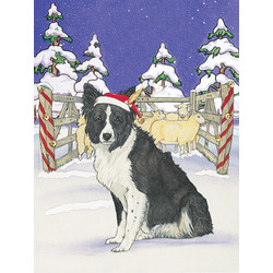 Border Collie