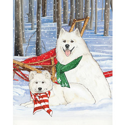 Samoyed