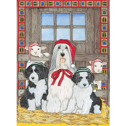 Bearded Collie