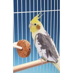 Seed Treat Discs