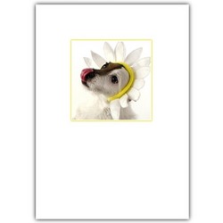 Friendship Card - Jack Daisy Hat