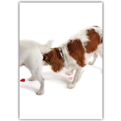 Love Card - Cavalier & Jack Sniff