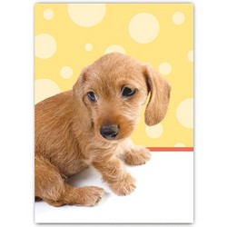 Miscellaneous Card - Itzy Bitzy Teenie Wienie