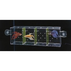 Betta Condo