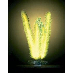 AQUA-PLANT GLO-LITES - Club Moss