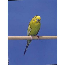 Wood Perches (2/Pkg)