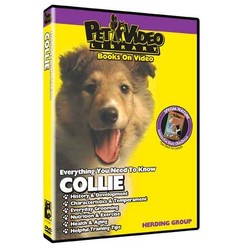Collie - Everything You Should Know