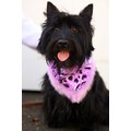 Diva Dog: Dogs Accessories Bandanas 