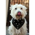 Biker Boy: Dogs Accessories Bandanas 