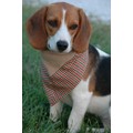 Hunt Club: Dogs Pet Apparel 