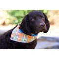 Ocean Breeze: Dogs Pet Apparel 