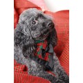 Top Dog