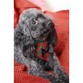 Top Dog: Dogs Pet Apparel 