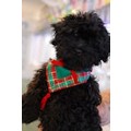 Plaid Me Up: Dogs Pet Apparel 