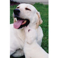 7" x 5 " Greeting Cards - Thank You #1<br>Item number: 002