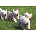 7" x 5 " Greeting Cards - Blank #1<br>Item number: 010: Dogs Gift Products 