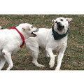 7" x 5 " Greeting Cards - Apology / I'm Sorry # 1<br>Item number: 061: Dogs