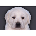 7" x 5 " Greeting Cards - Blank #3<br>Item number: 013: Dogs