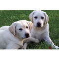 7" x 5 " Greeting Cards - Love & Relationship # 4<br>Item number: 014: Dogs