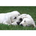 7" x 5 " Greeting Cards - Blank #6<br>Item number: 031: Dogs