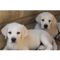 7" x 5 " Greeting Cards - Miscellaneous #3<br>Item number: 032: Dogs