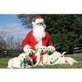 7" x 5 " Greeting Cards - Blank #7<br>Item number: 037: Dogs Gift Products Greeting Cards 